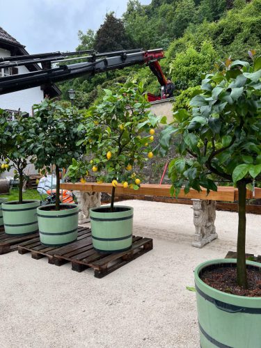 Ira-Schwarz-Dieter-Mann-Garten-Brunnhausgasse-Mai6