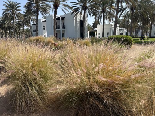 Ira-Schwarz-und-Dieter-Mann-Oman-2026 14